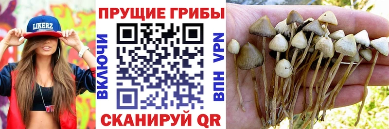 Галлюциногенные грибы Cubensis  Новодвинск 